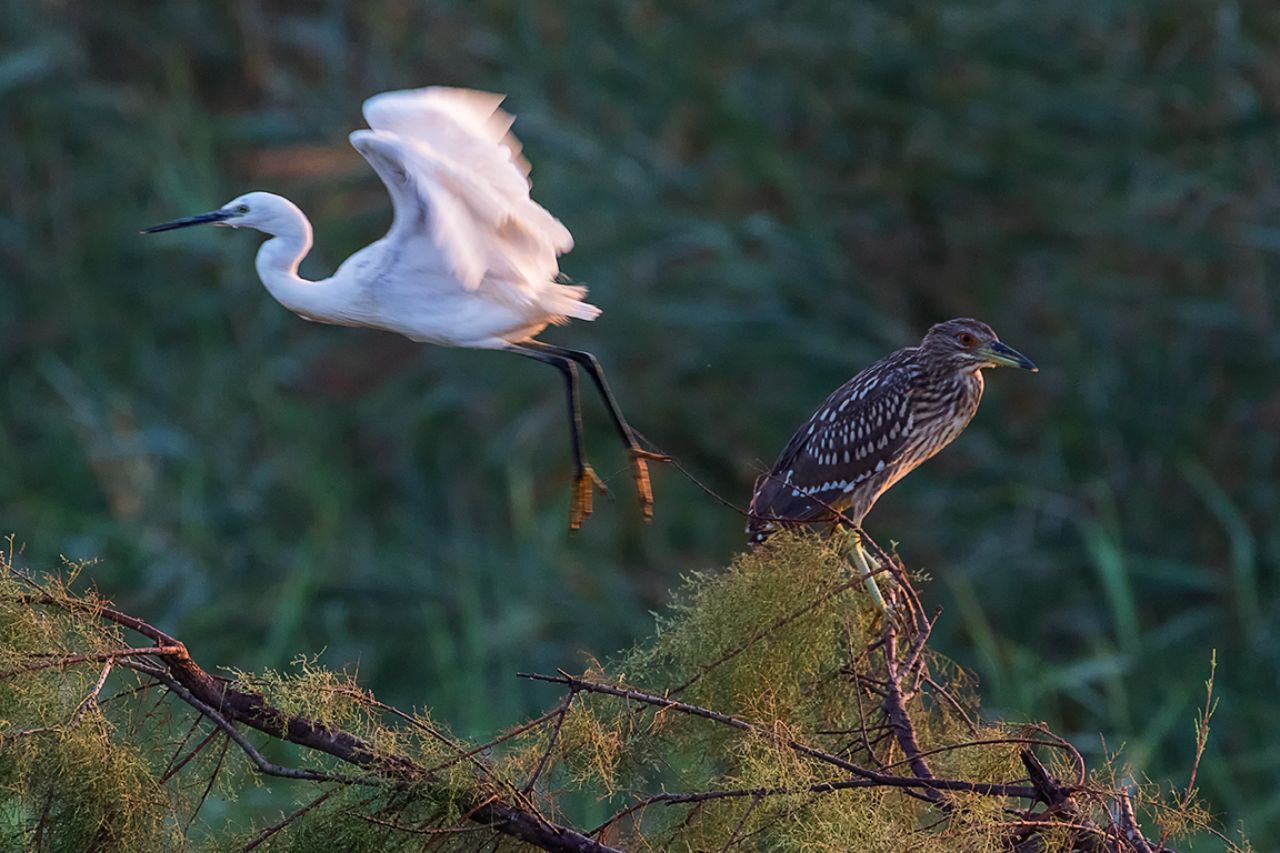 Garceta común y martinete