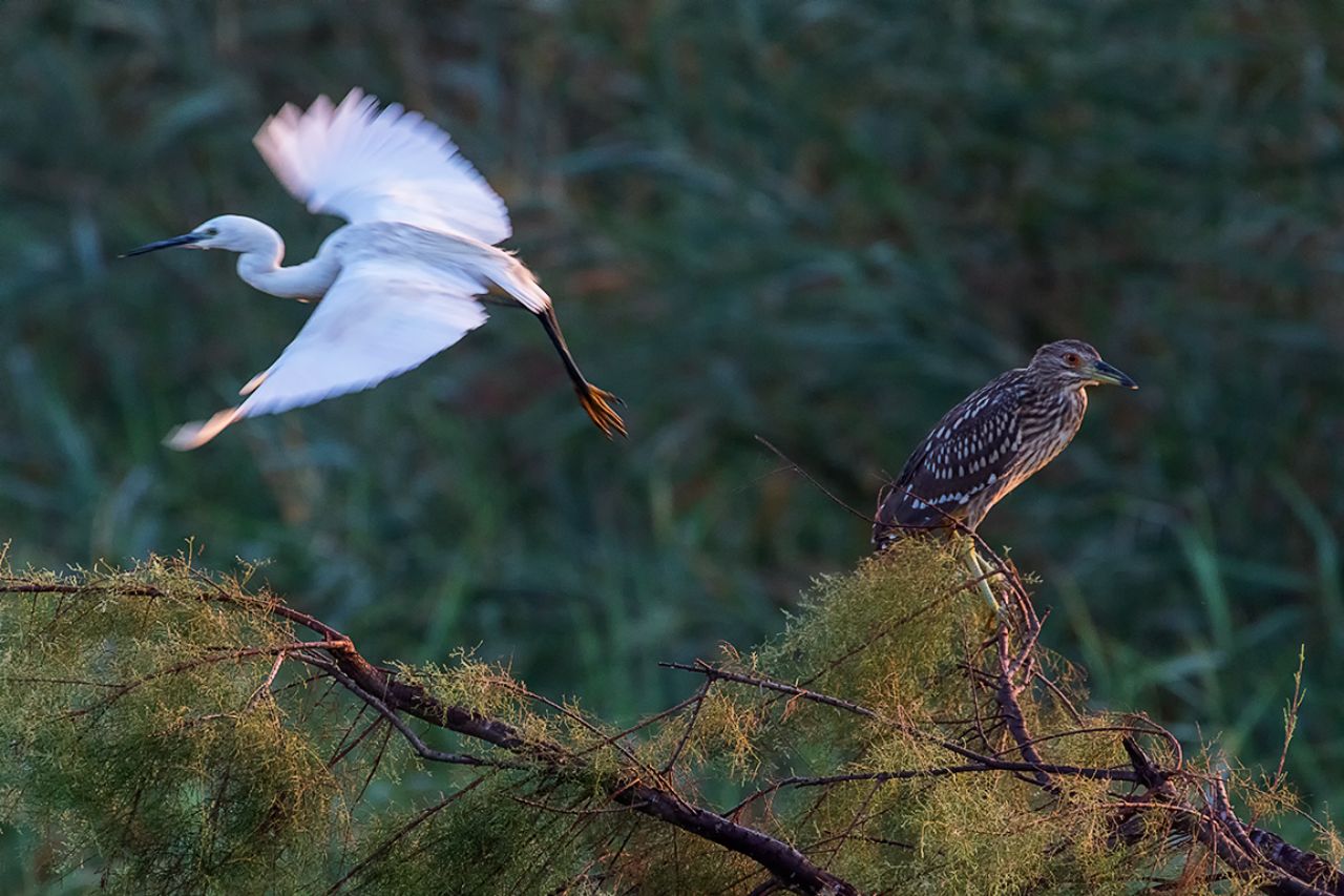 Garceta común y martinete