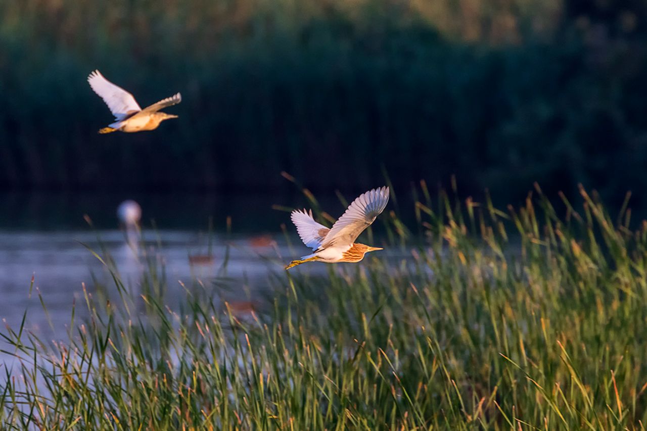 Garcillas cangrejeras