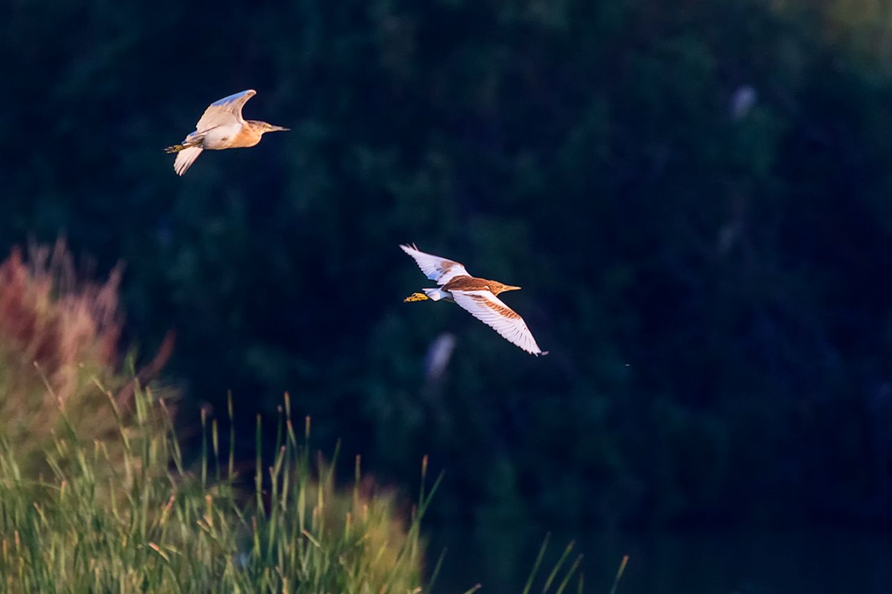 Garcillas cangrejeras