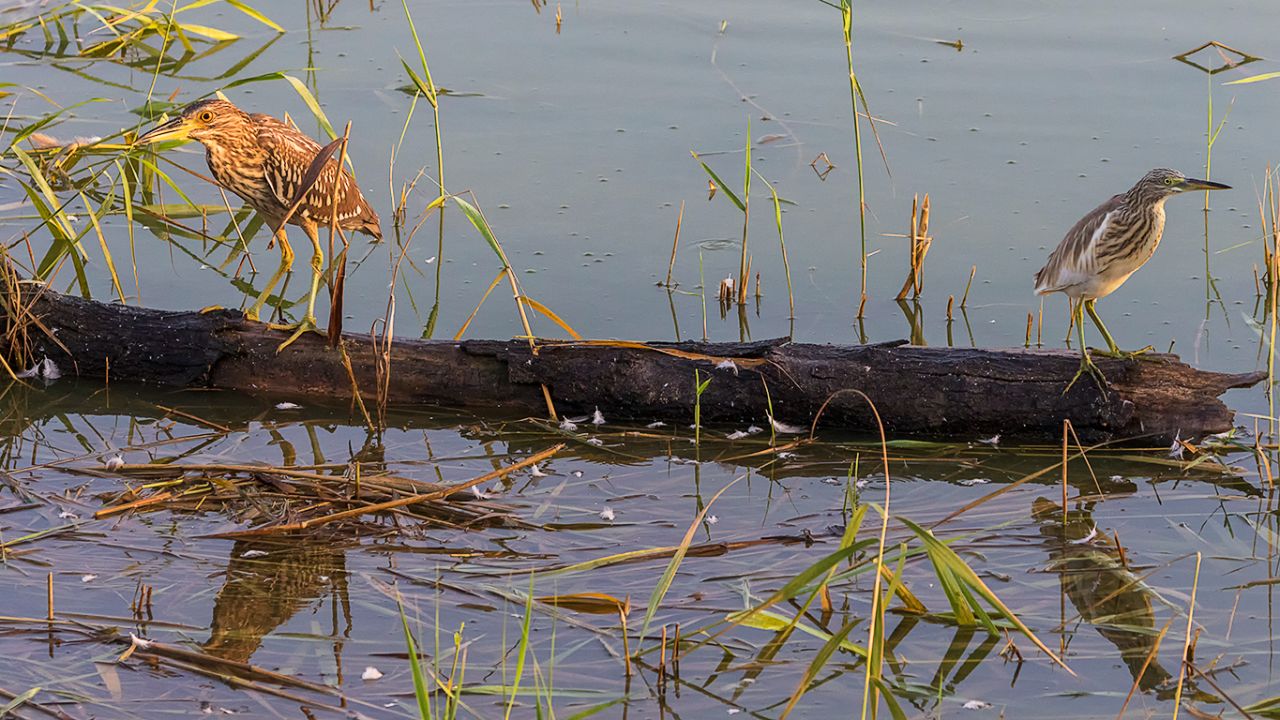 Martinete y garcilla cangrejera