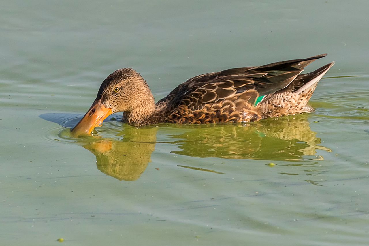 Hembra de pato cuchara