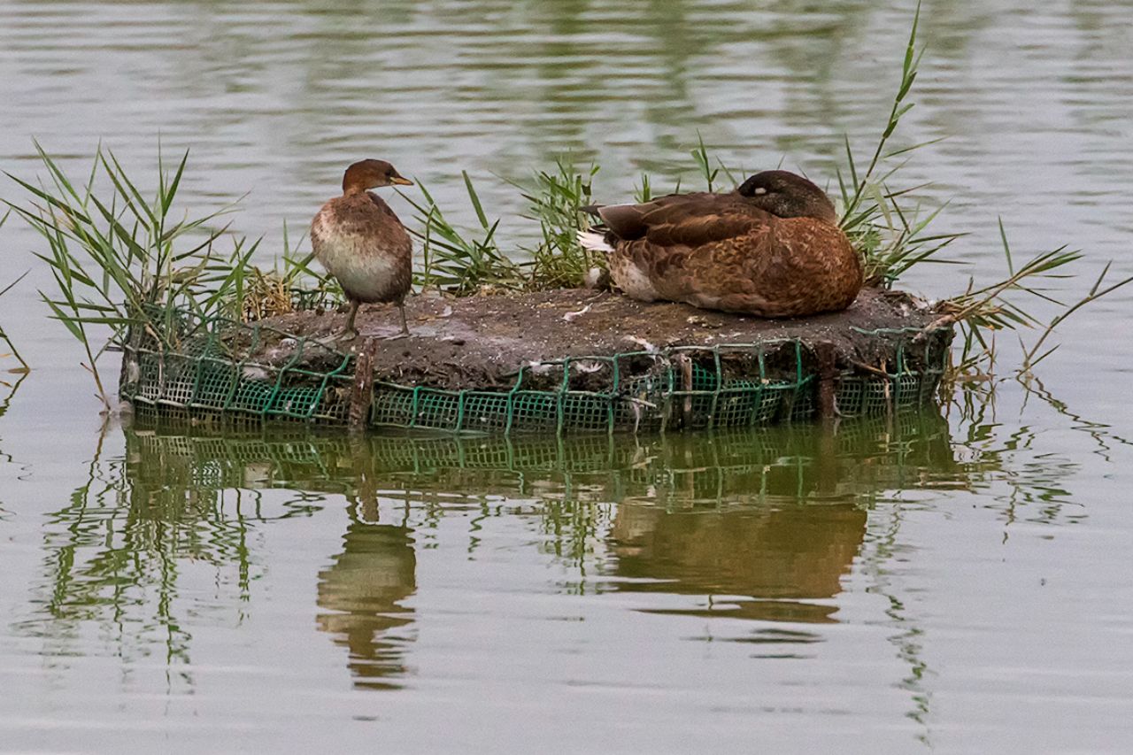 Zampullín chico y cuchara