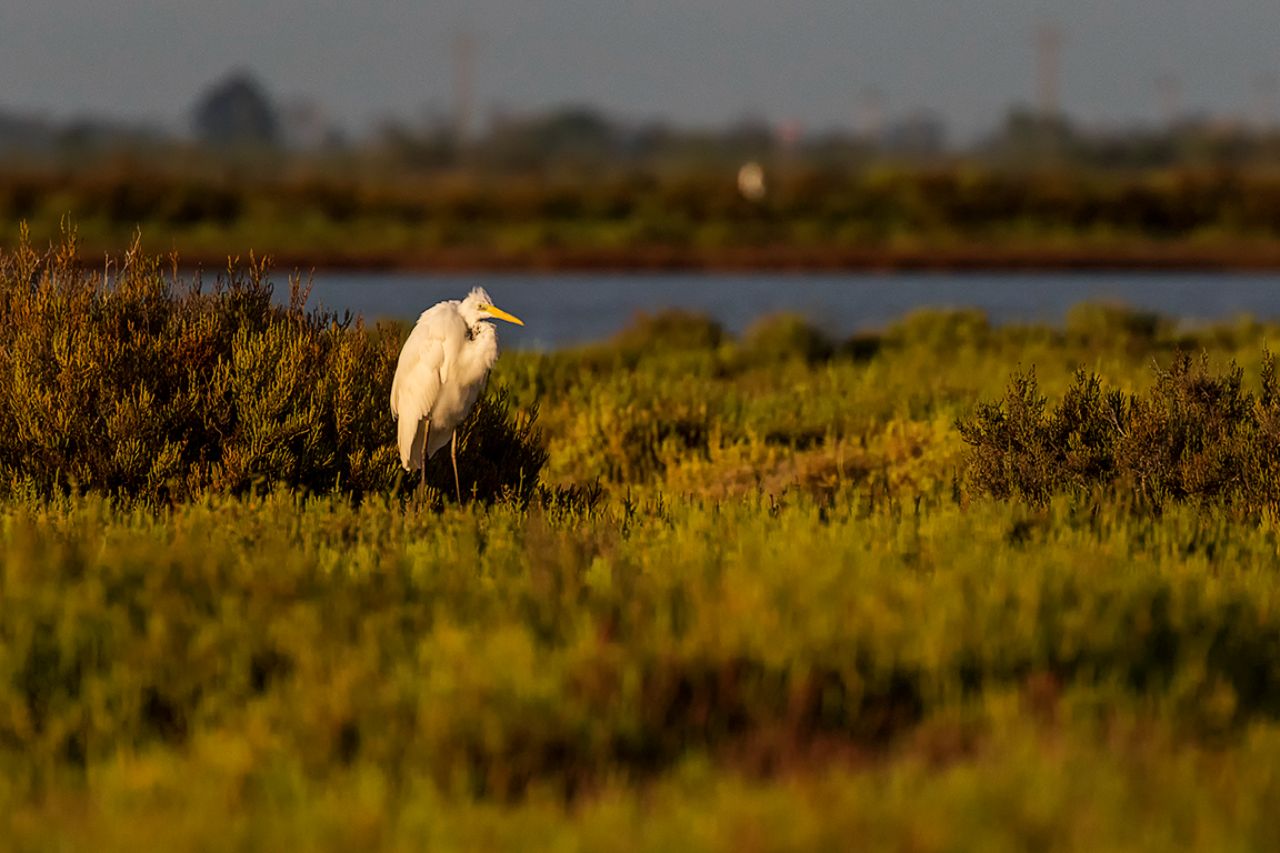 Garza blanca