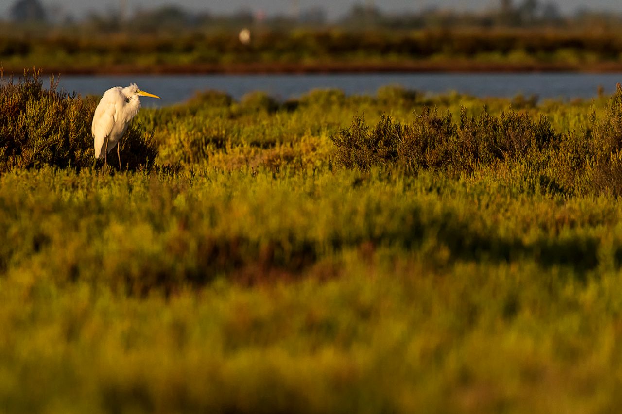 Garza blanca