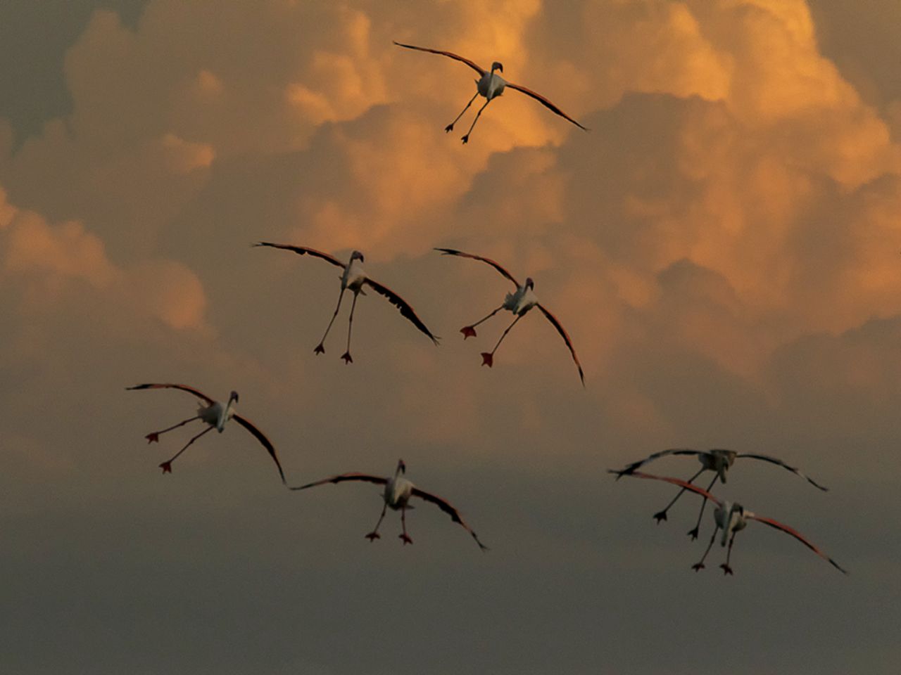 Flamencos