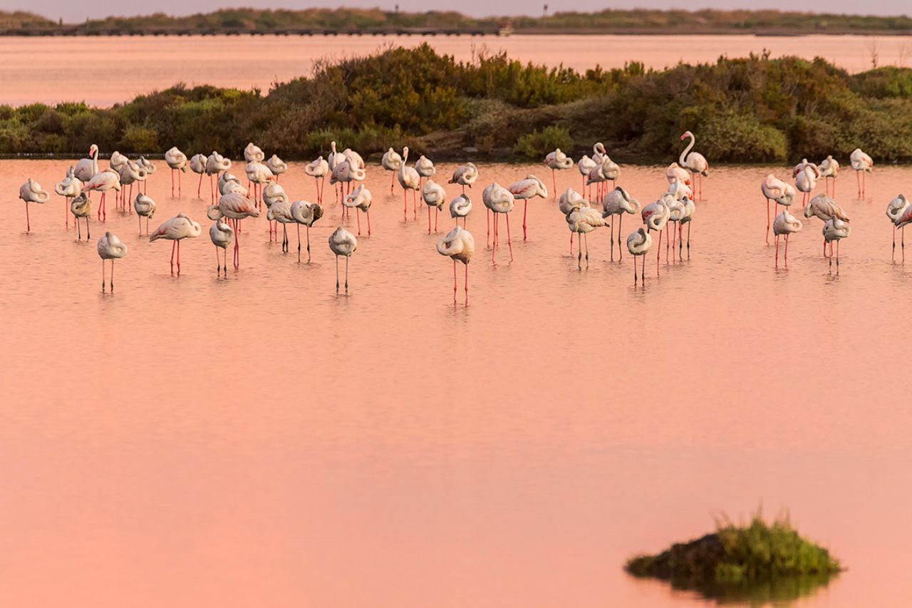 Flamencos
