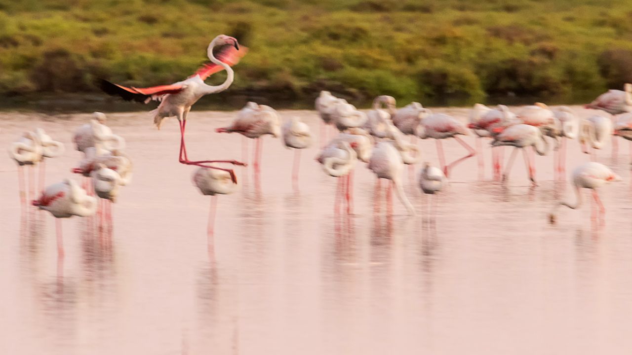 Flamencos
