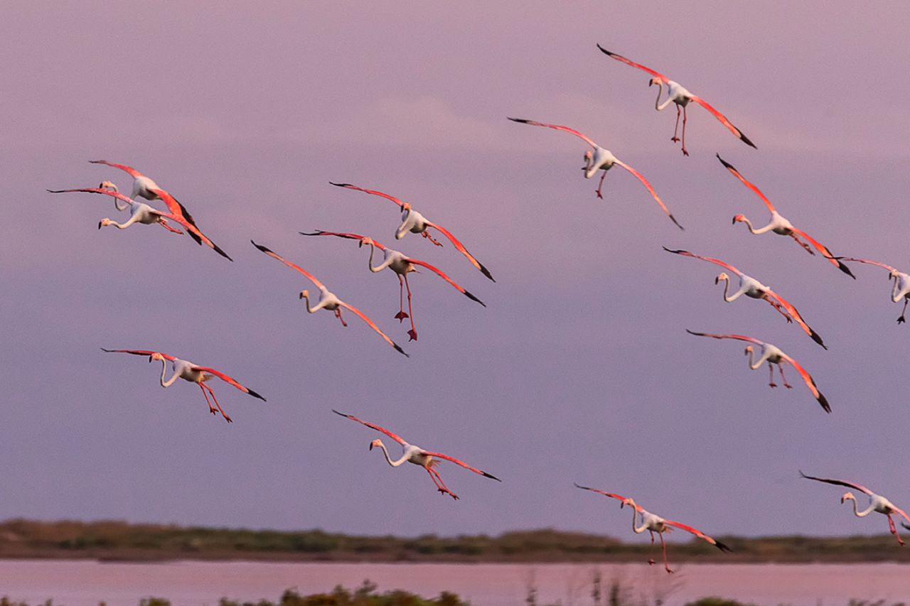 Flamencos