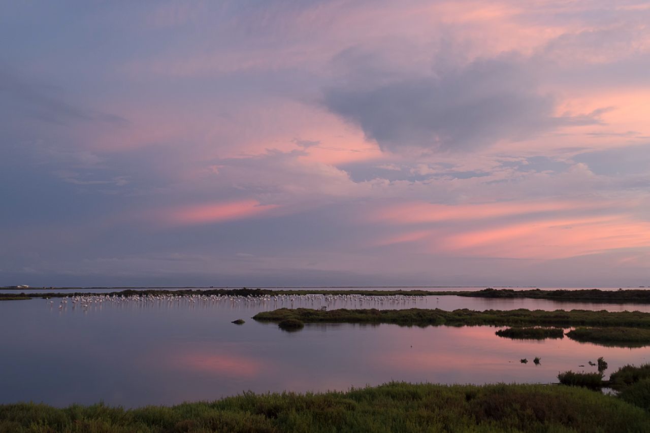 Paisaje con flamencos