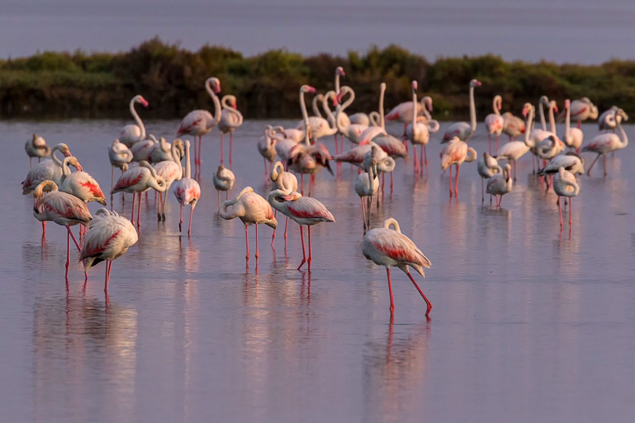 Flamencos