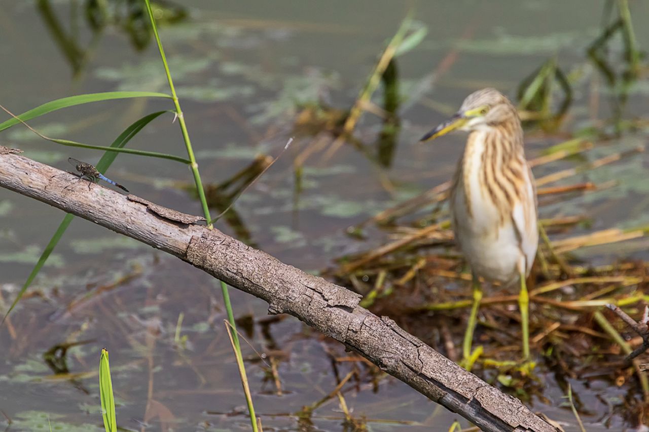 Libélula y garcilla cangrejera