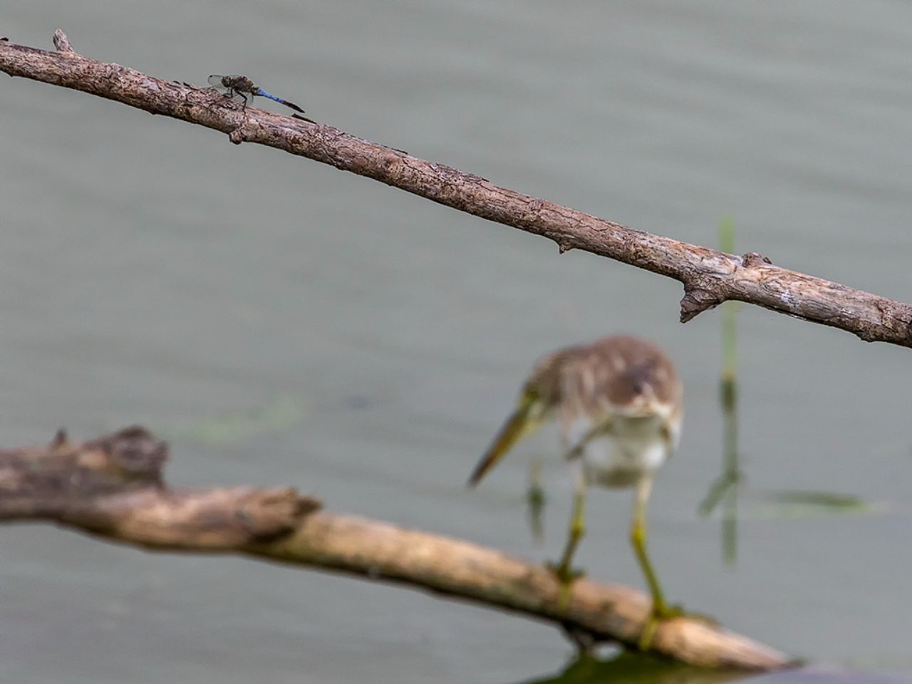 Libélula y garcilla cangrejera