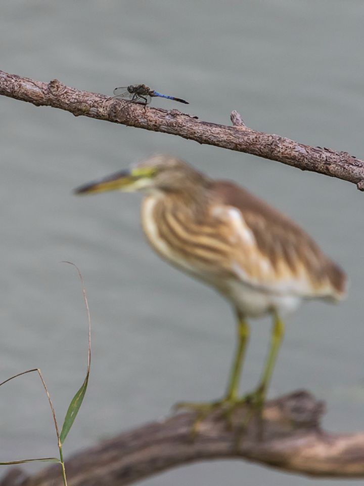 Libélula y garcilla cangrejera