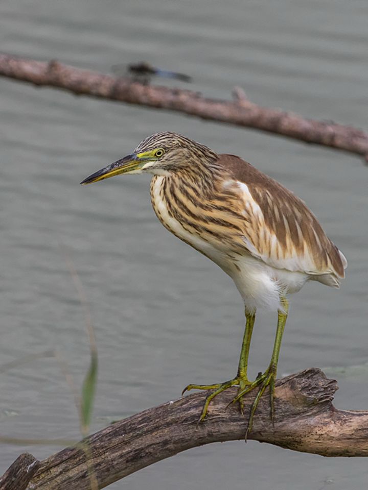 Libélula y garcilla cangrejera