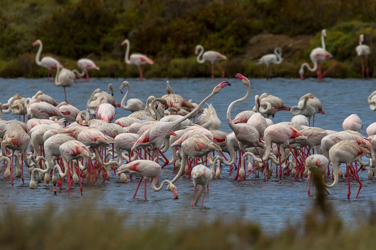 Flamencos