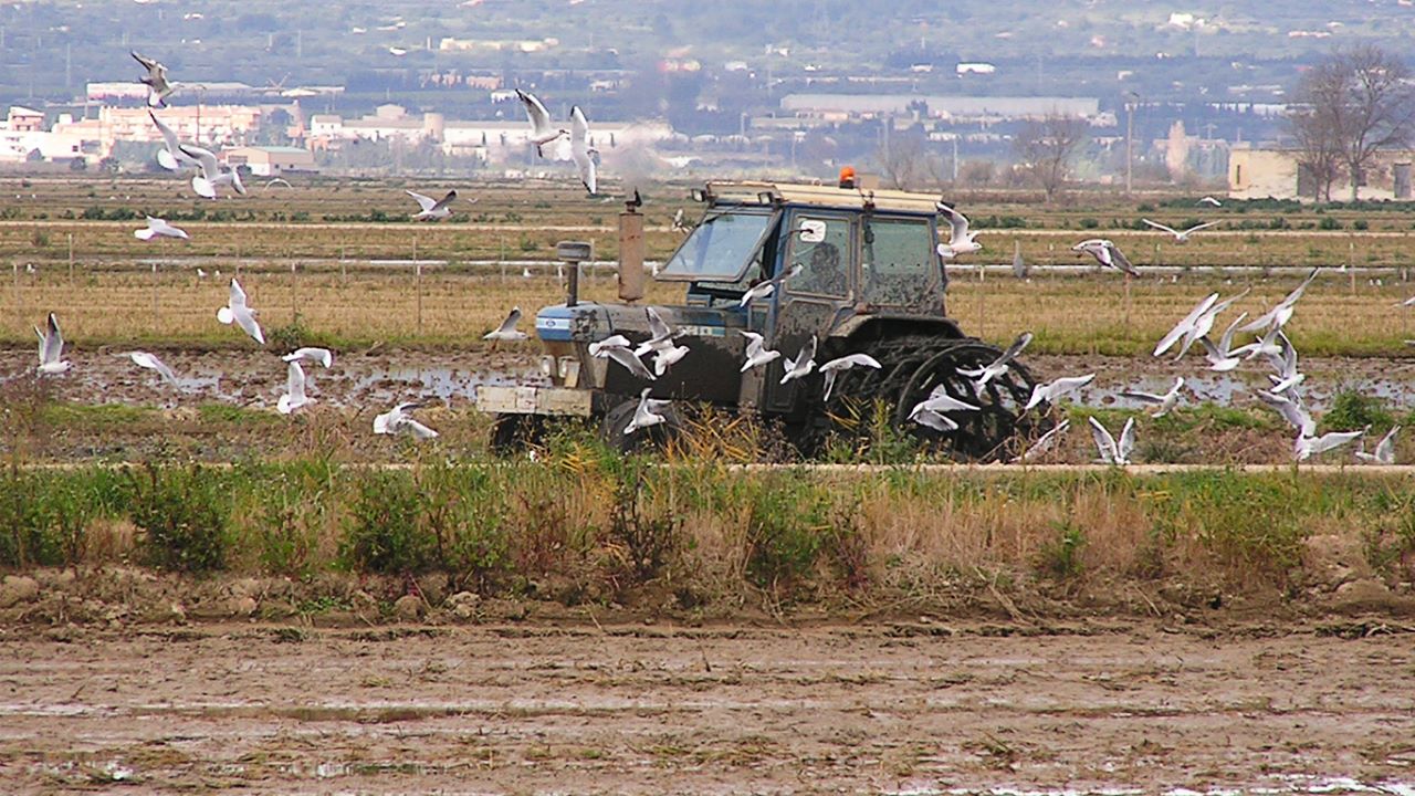 Trabajando el arrozal