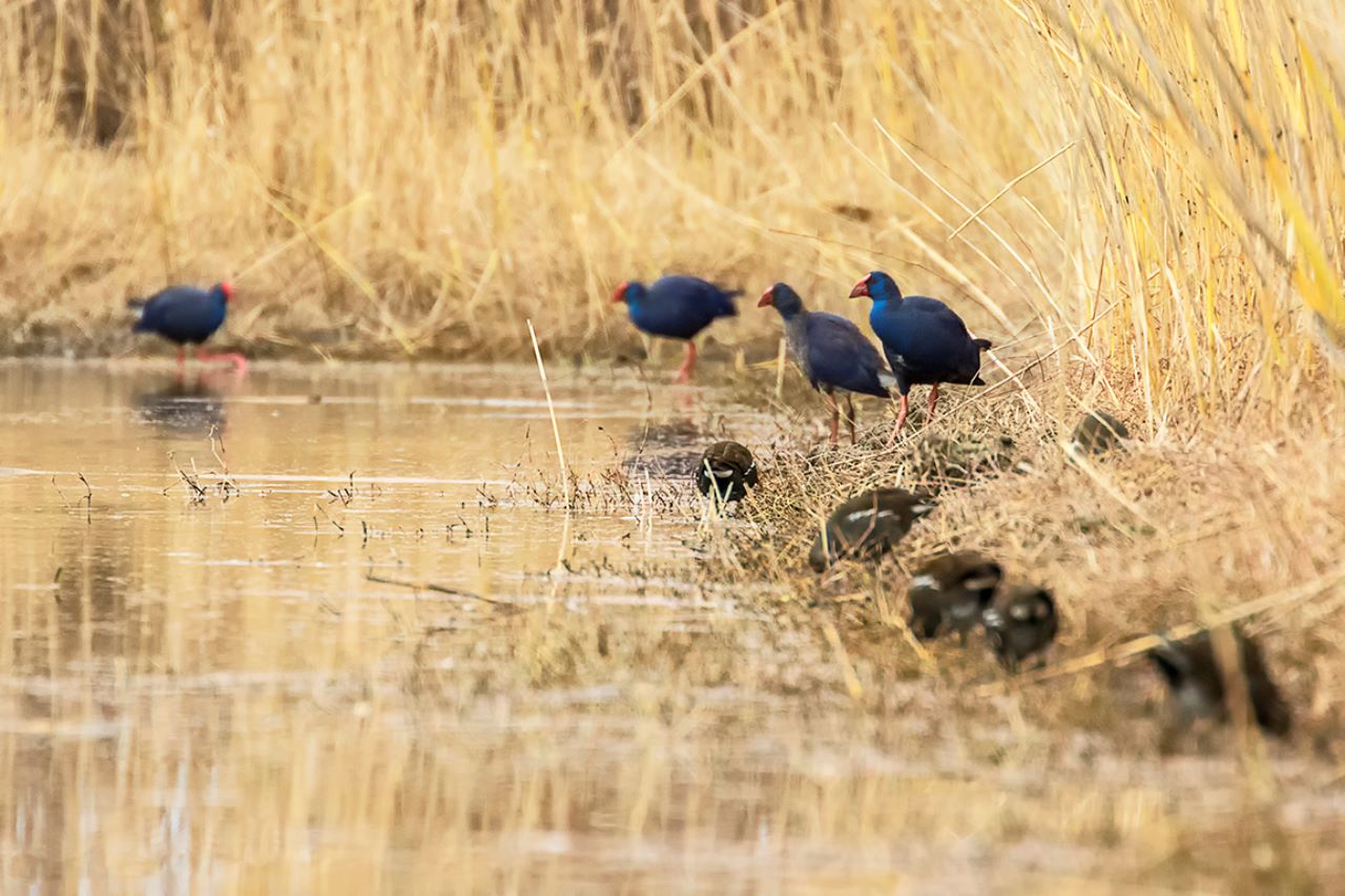 Calamones y gallinetas