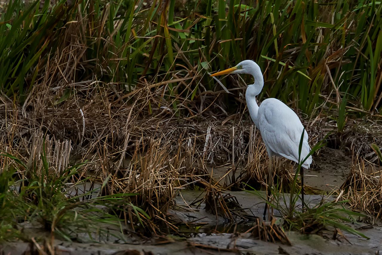 Garza blanca