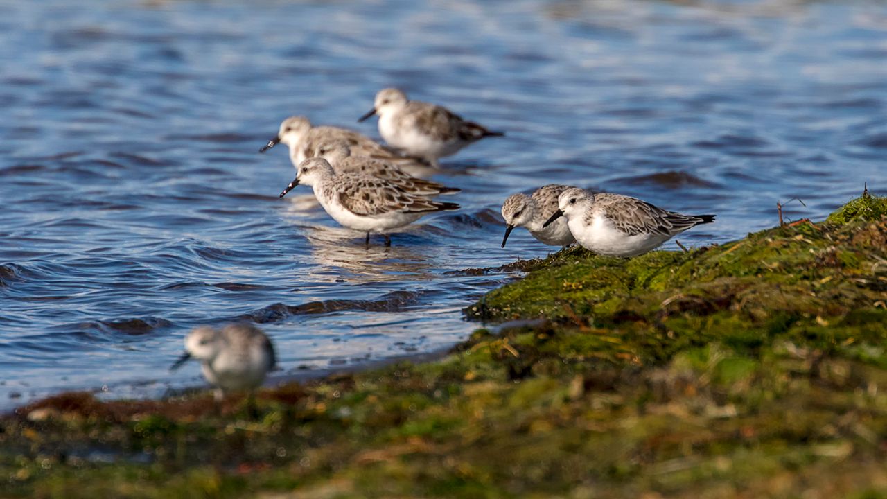 Bando de tridáctilos