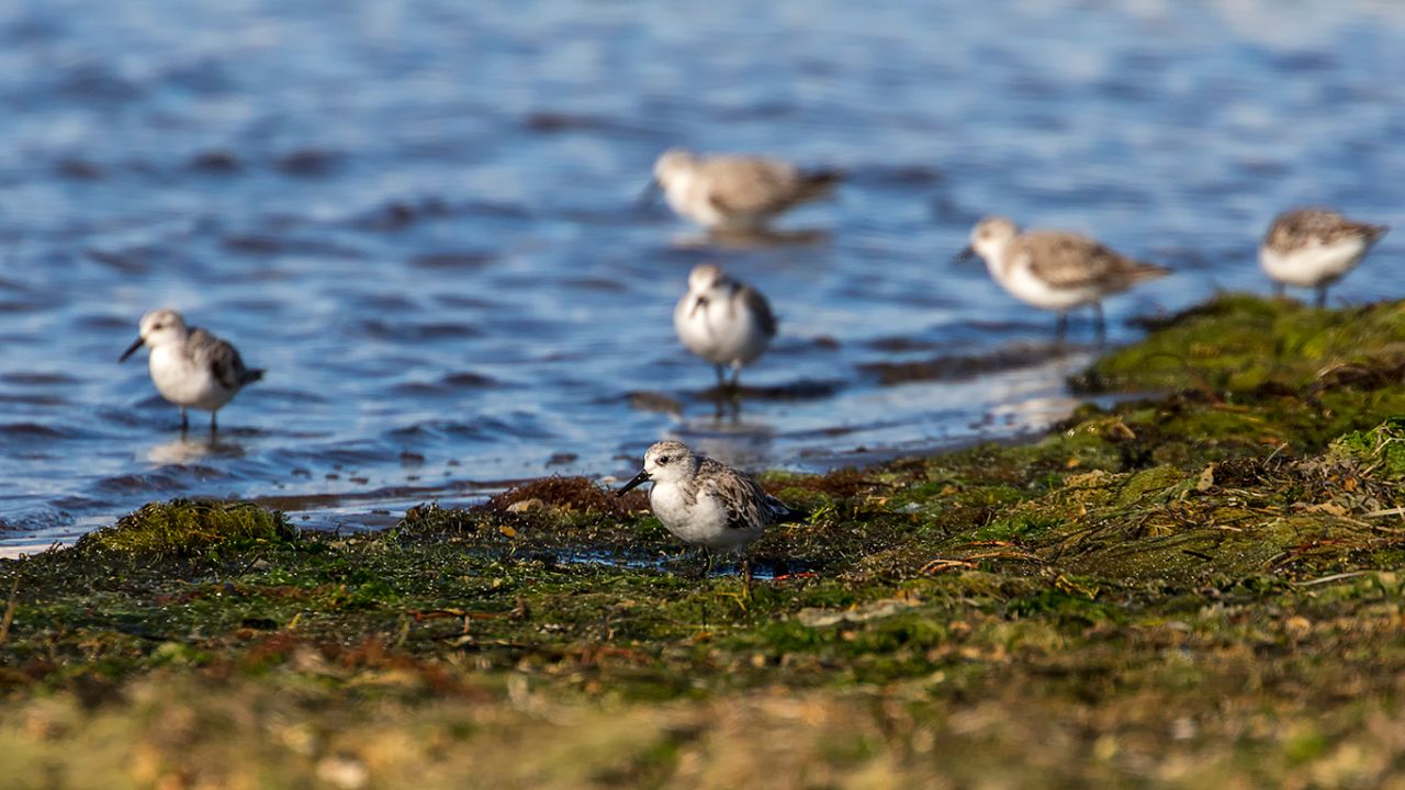 Bando de tridáctilos