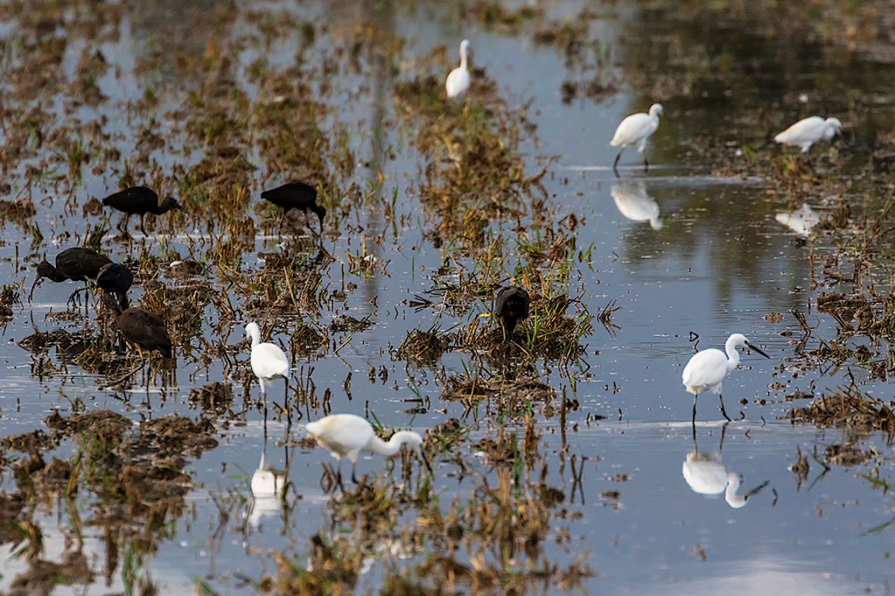 Garcetas comunes y moritos