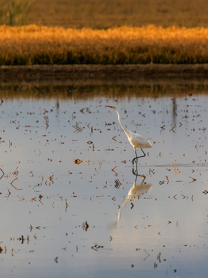 Garza blanca