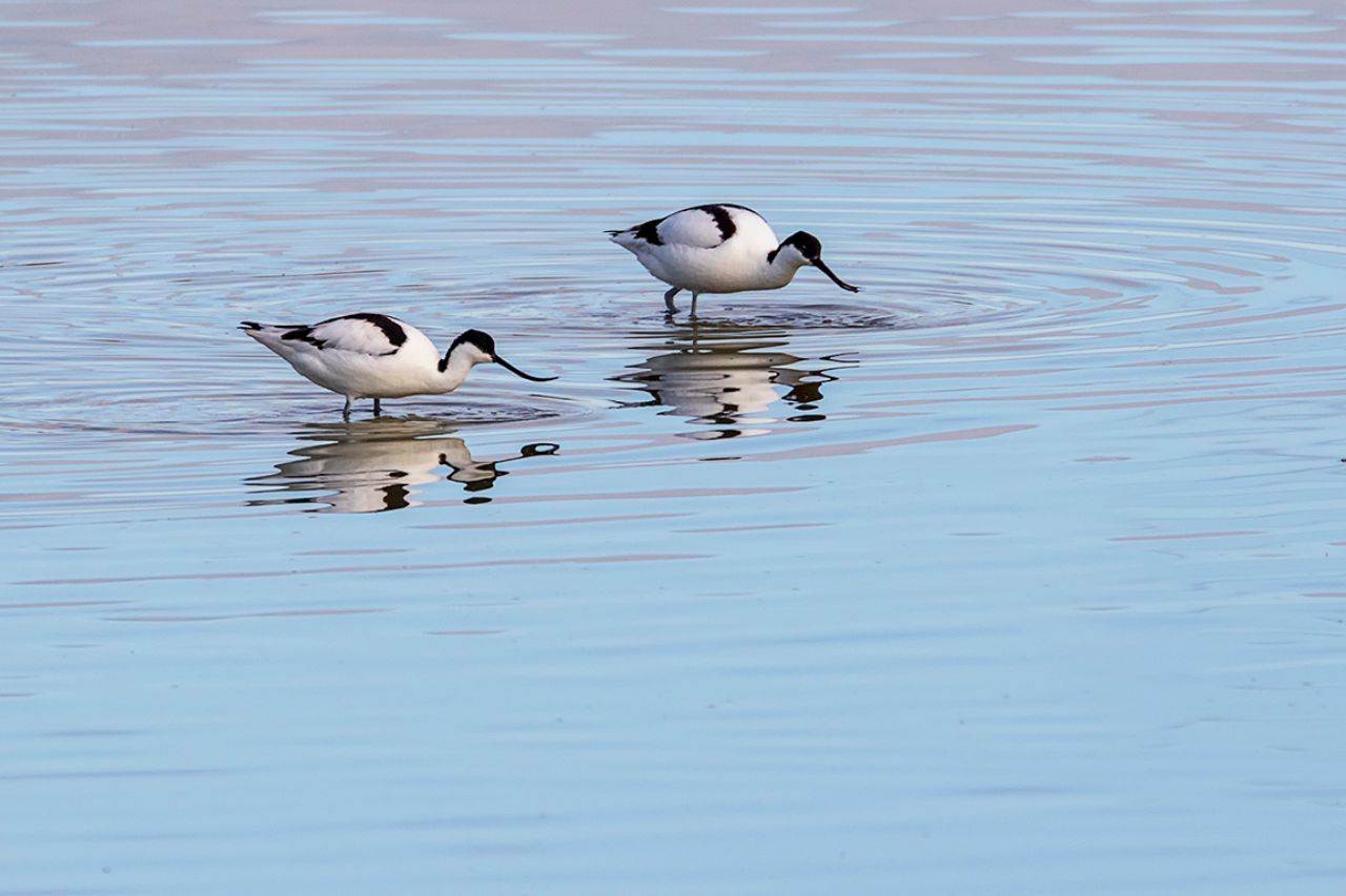 Avocetas
