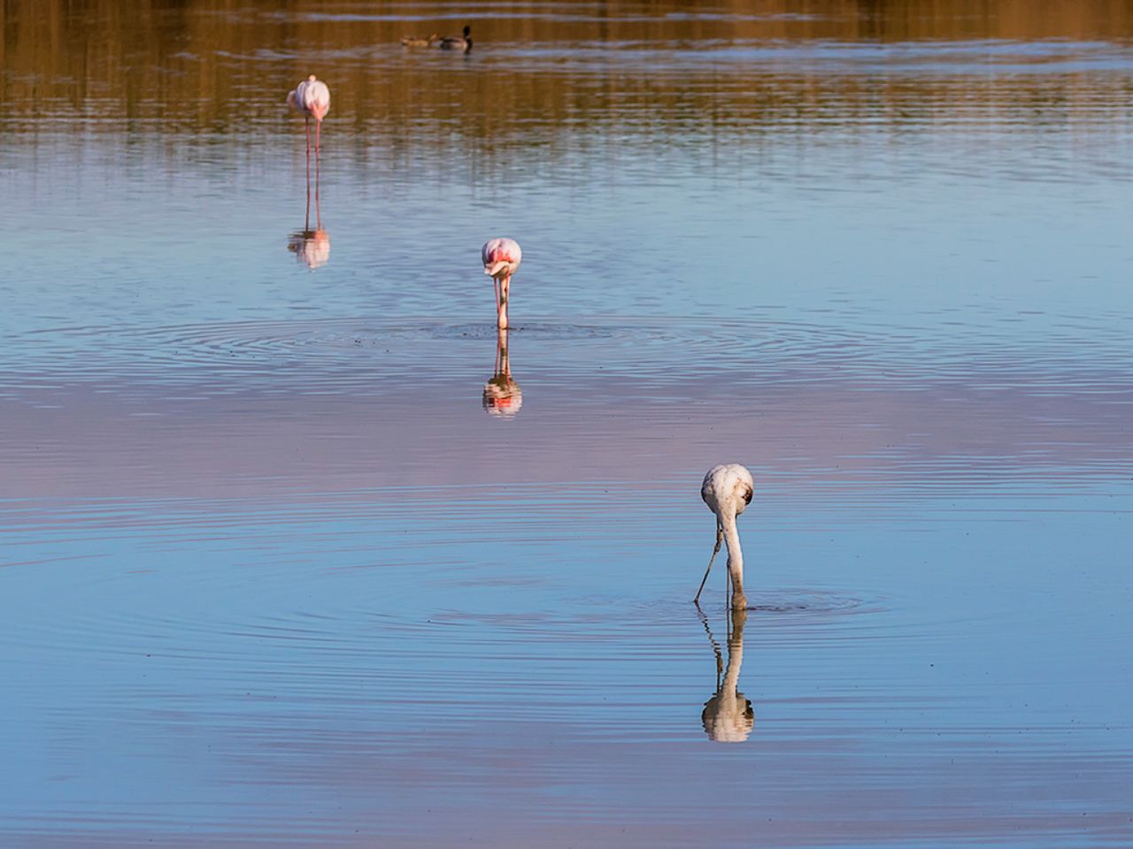 Flamencos