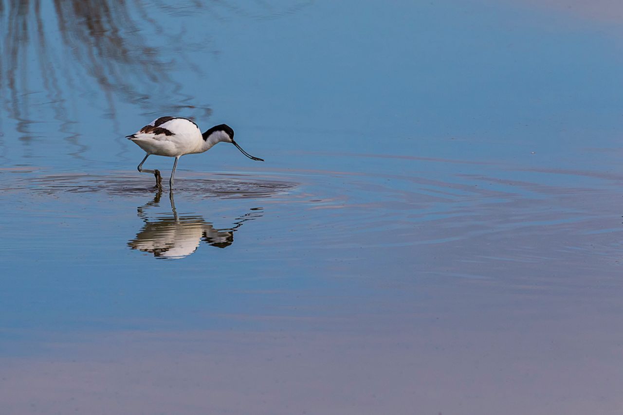 Avoceta