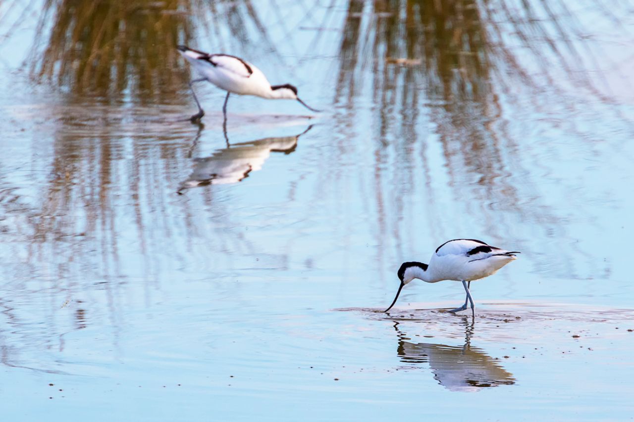 Avocetas
