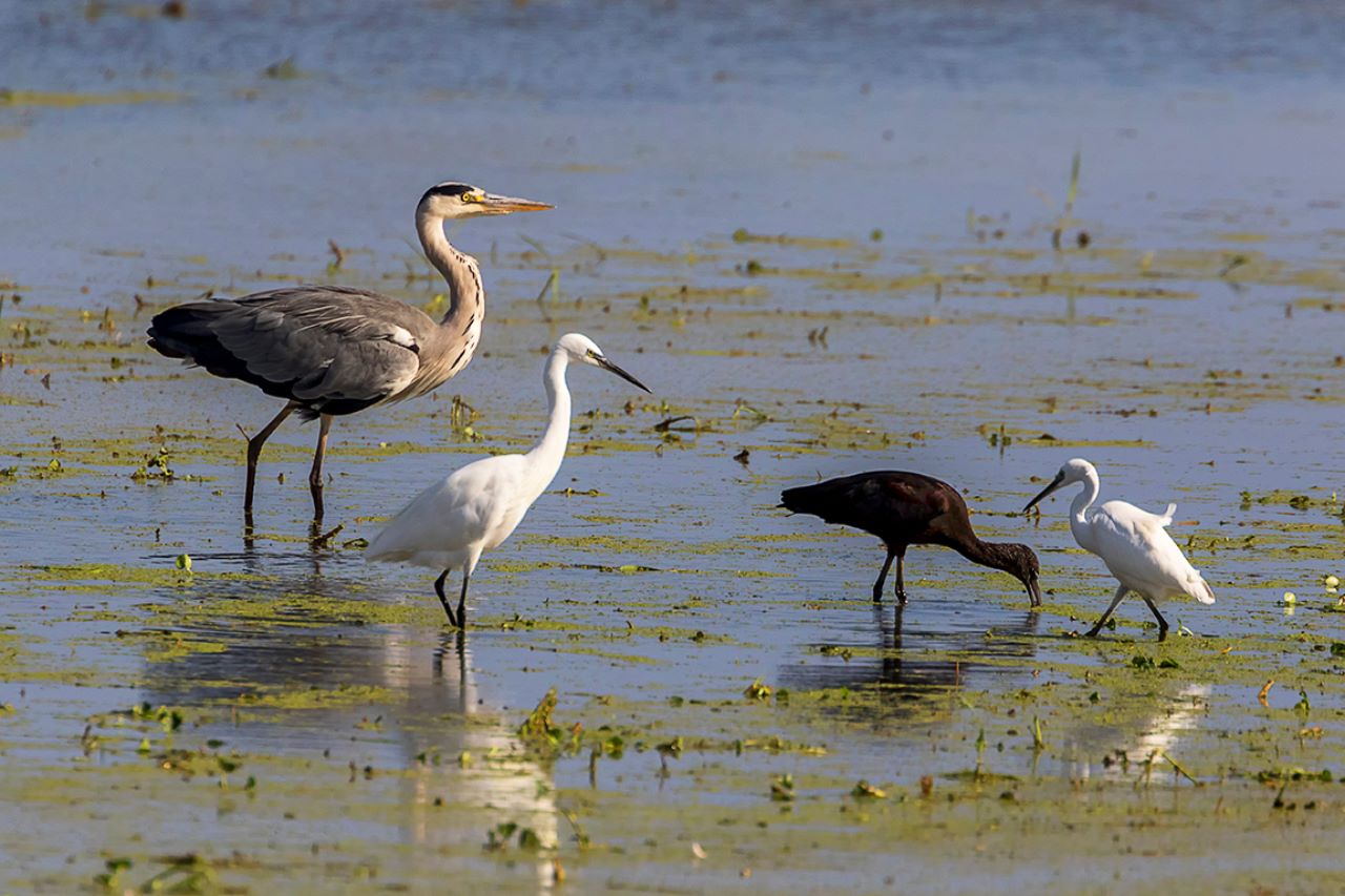 Garza real, garceta común y morito