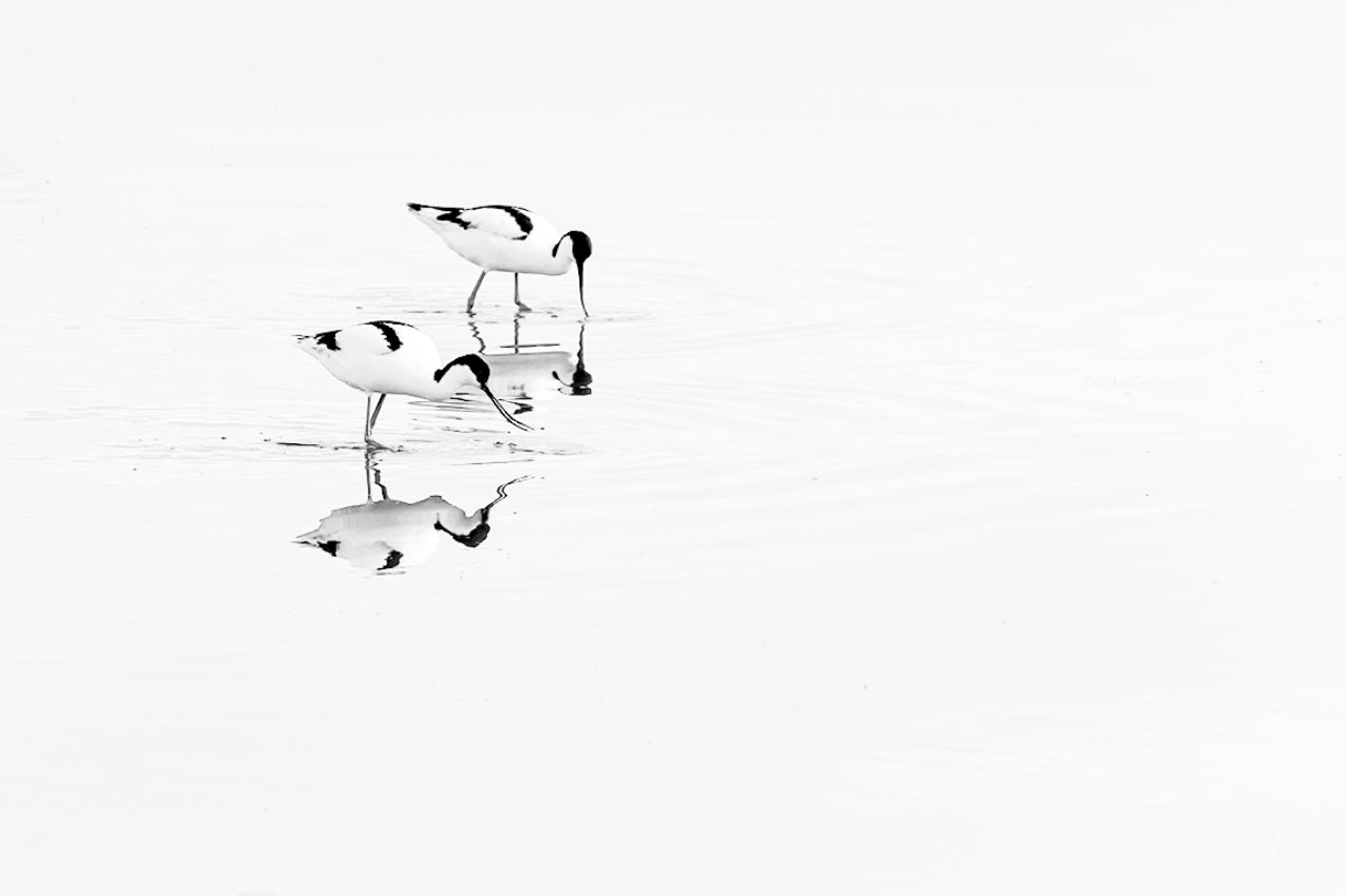 Avocetas