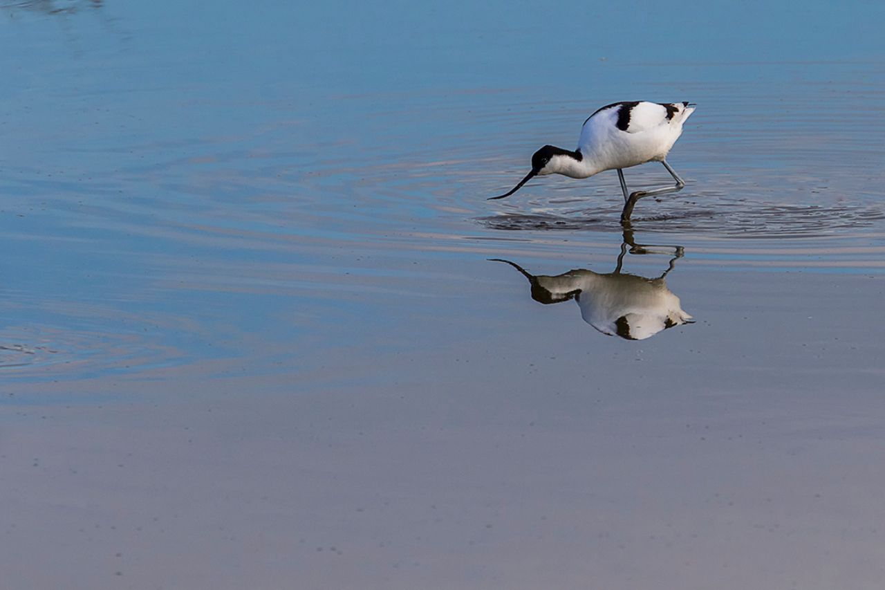 Avoceta