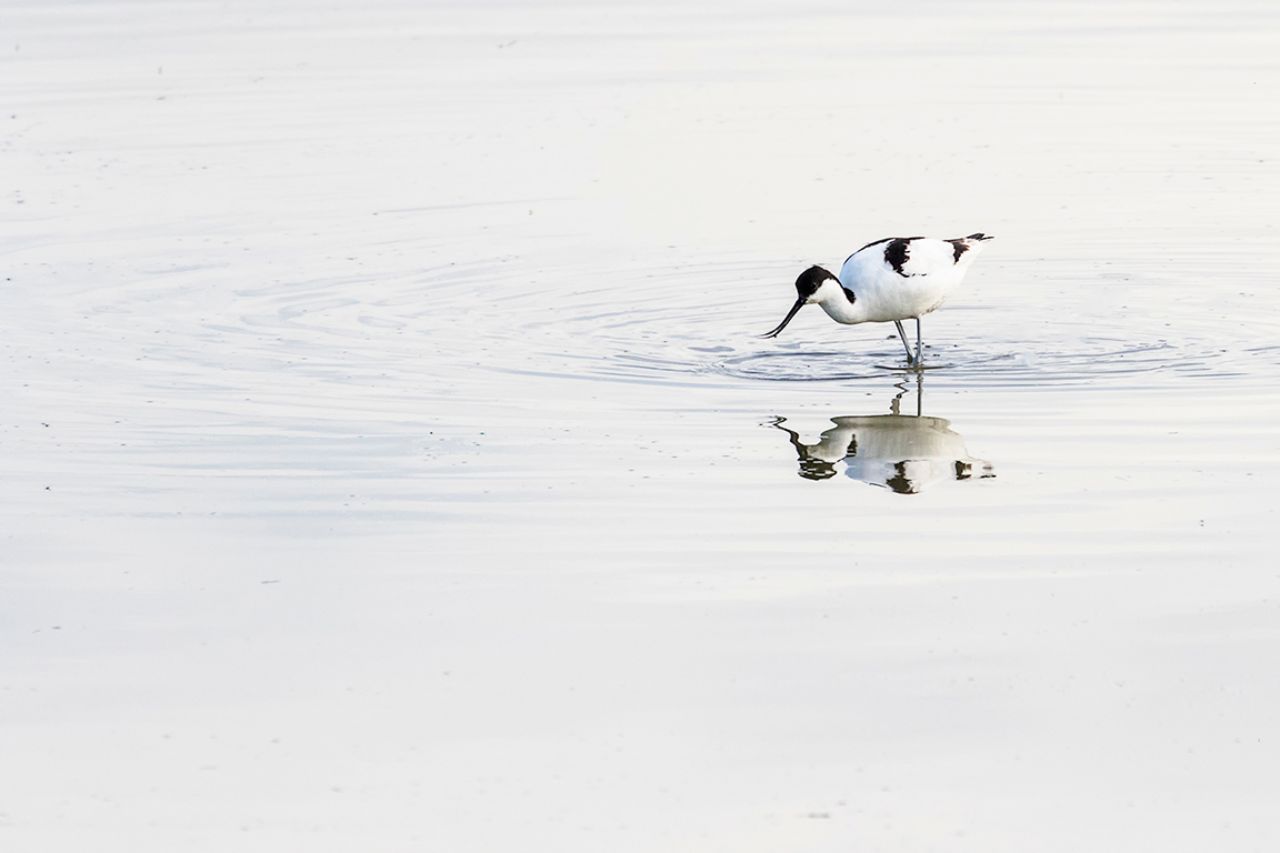 Avoceta