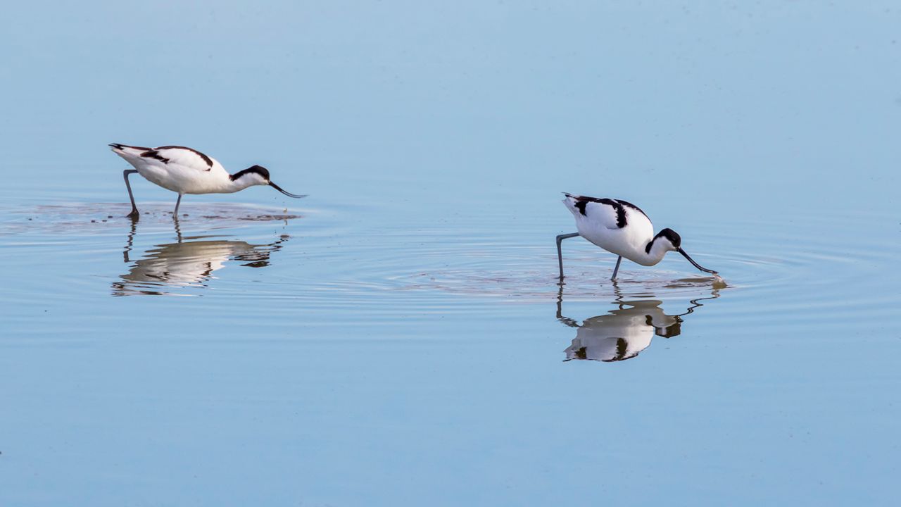 Avocetas