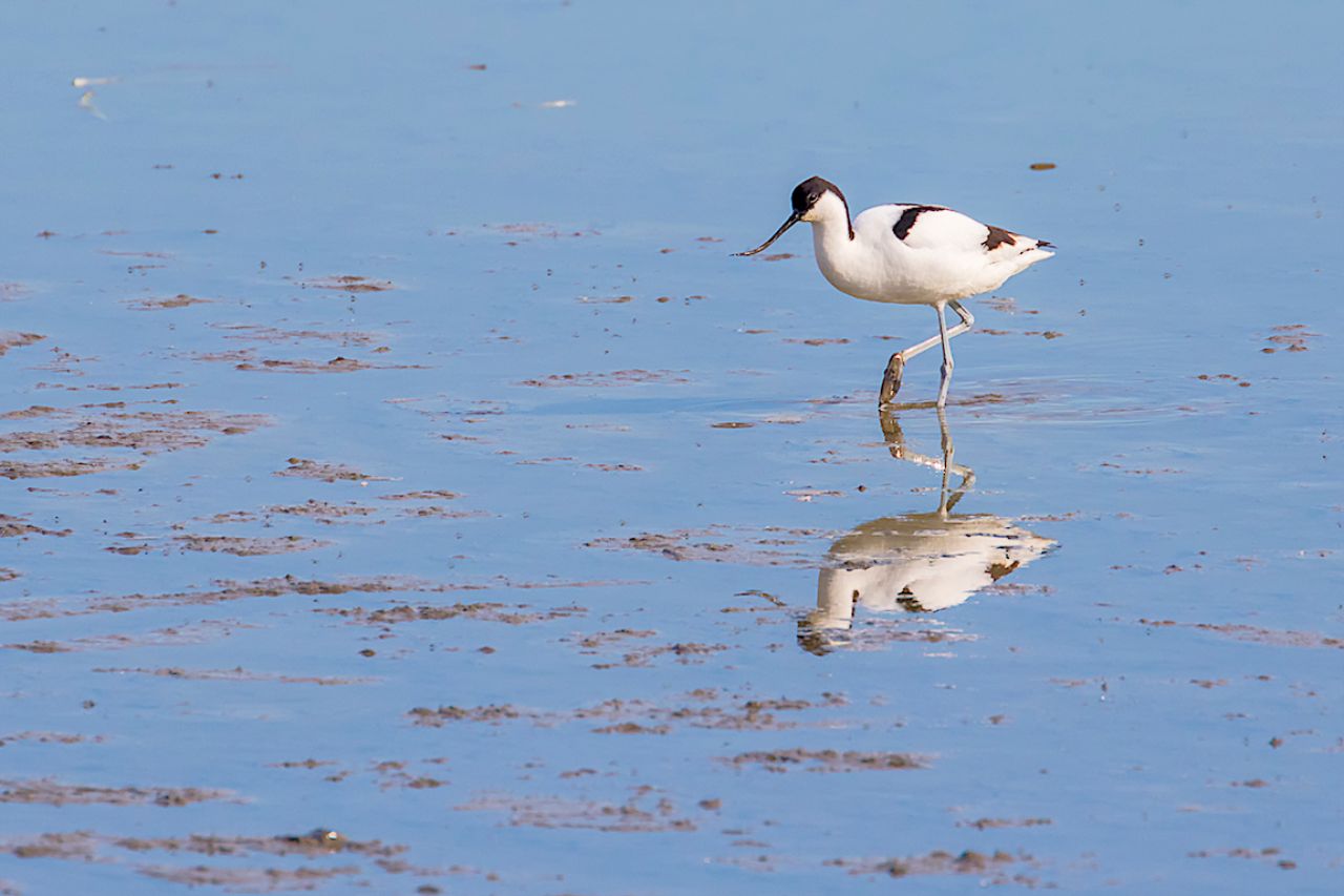 Avoceta