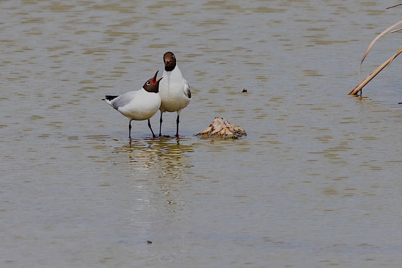 Gaviotas reidoras