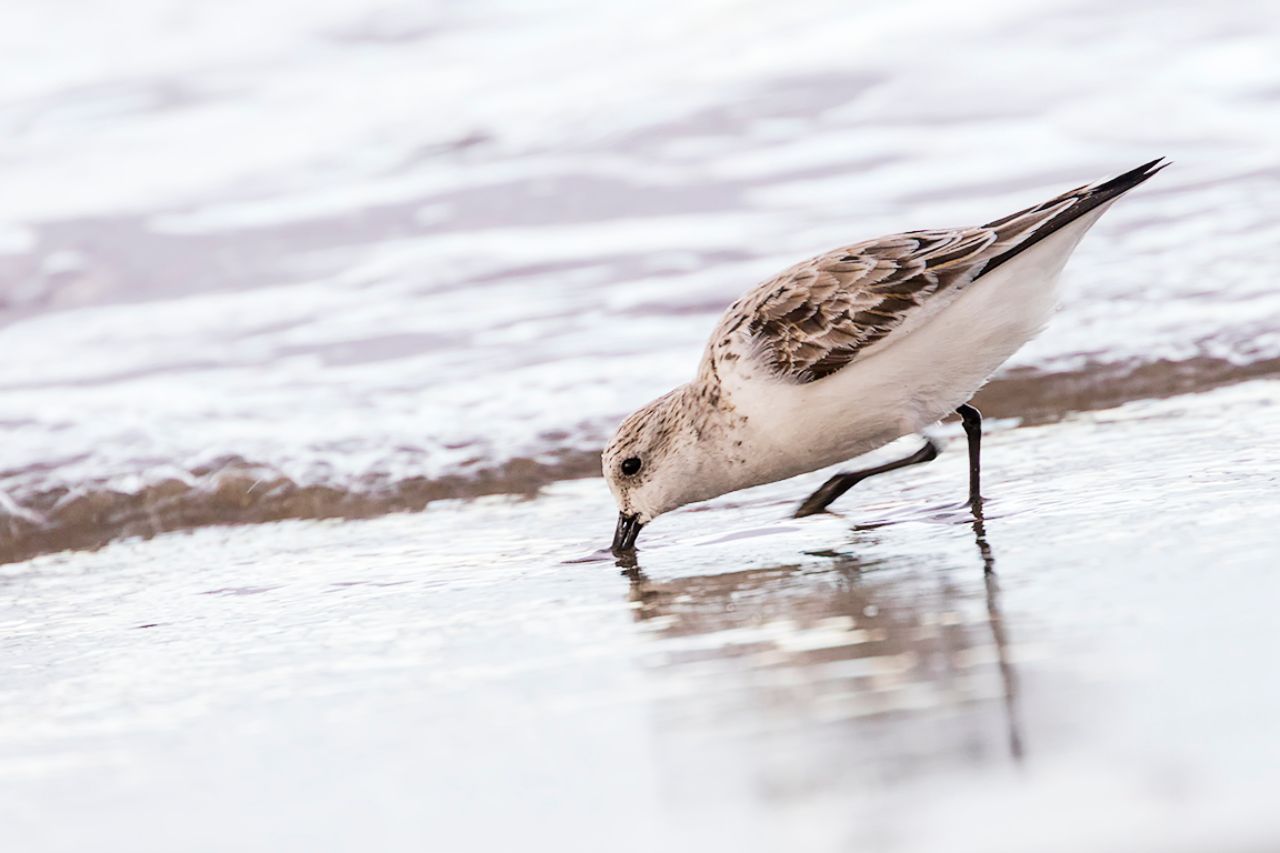 Correlimos tridáctilo