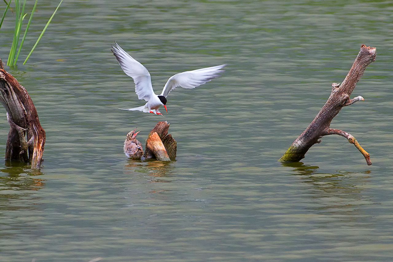 Fumarel cariblanco y pollo