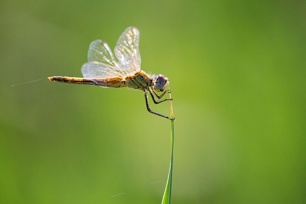 Sympetrum fonscolombii hembra