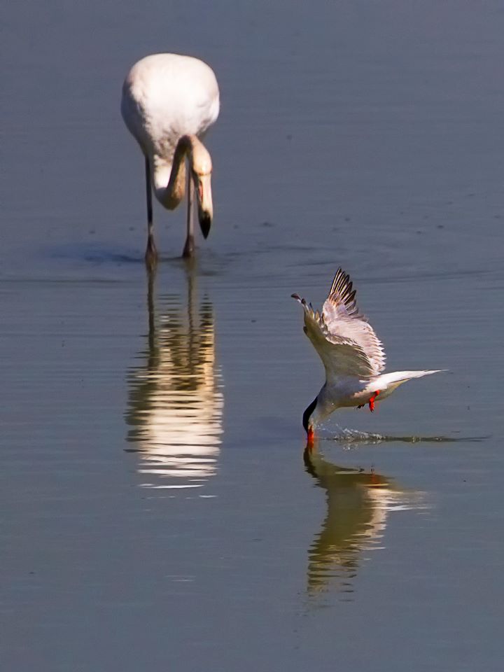 Fumarel cariblanco y flamenco