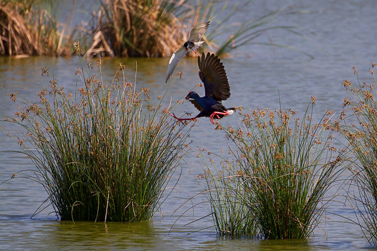 Fumarel cariblanco y calamón