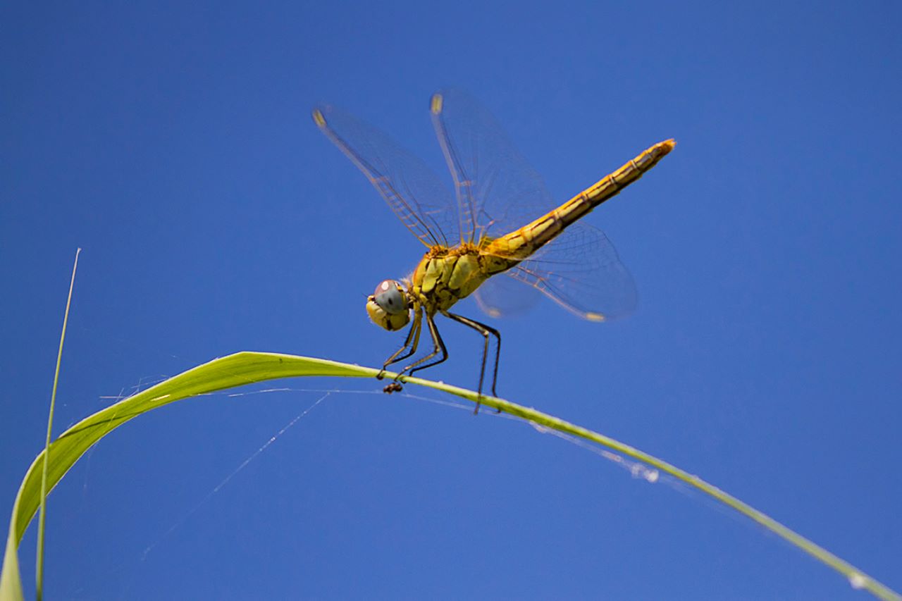 Sympetrum fonscolombii hembra