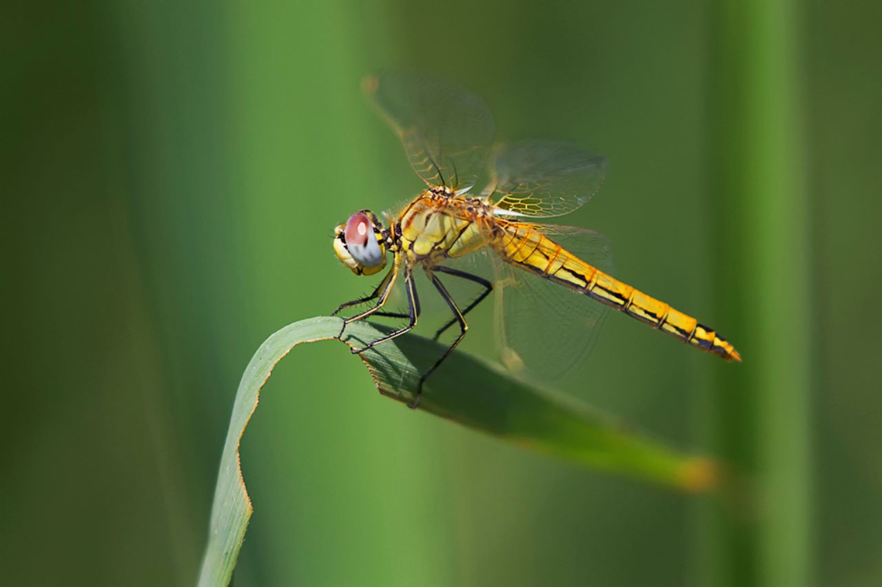 Sympetrum fonscolombii hembra