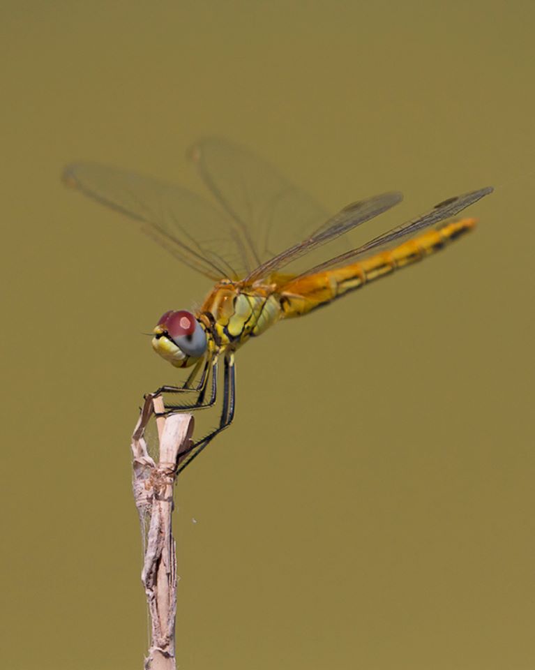 Sympetrum fonscolombii hembra