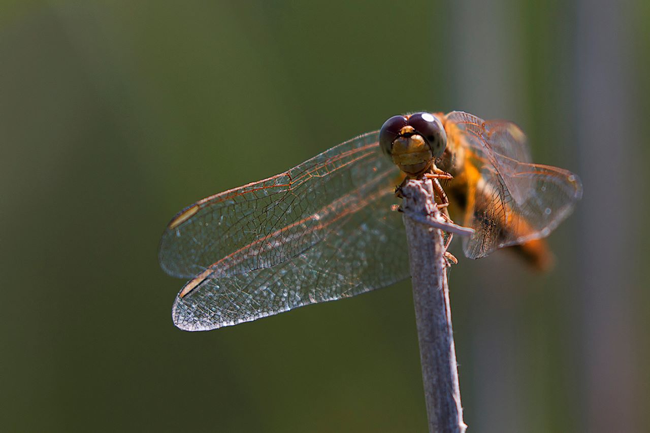 Sympetrum fonscolombii hembra