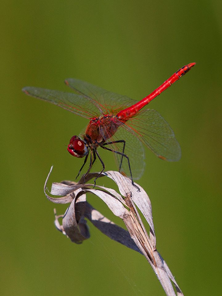 Sympetrum fonscolombii macho