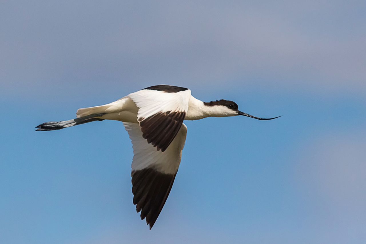 Avoceta