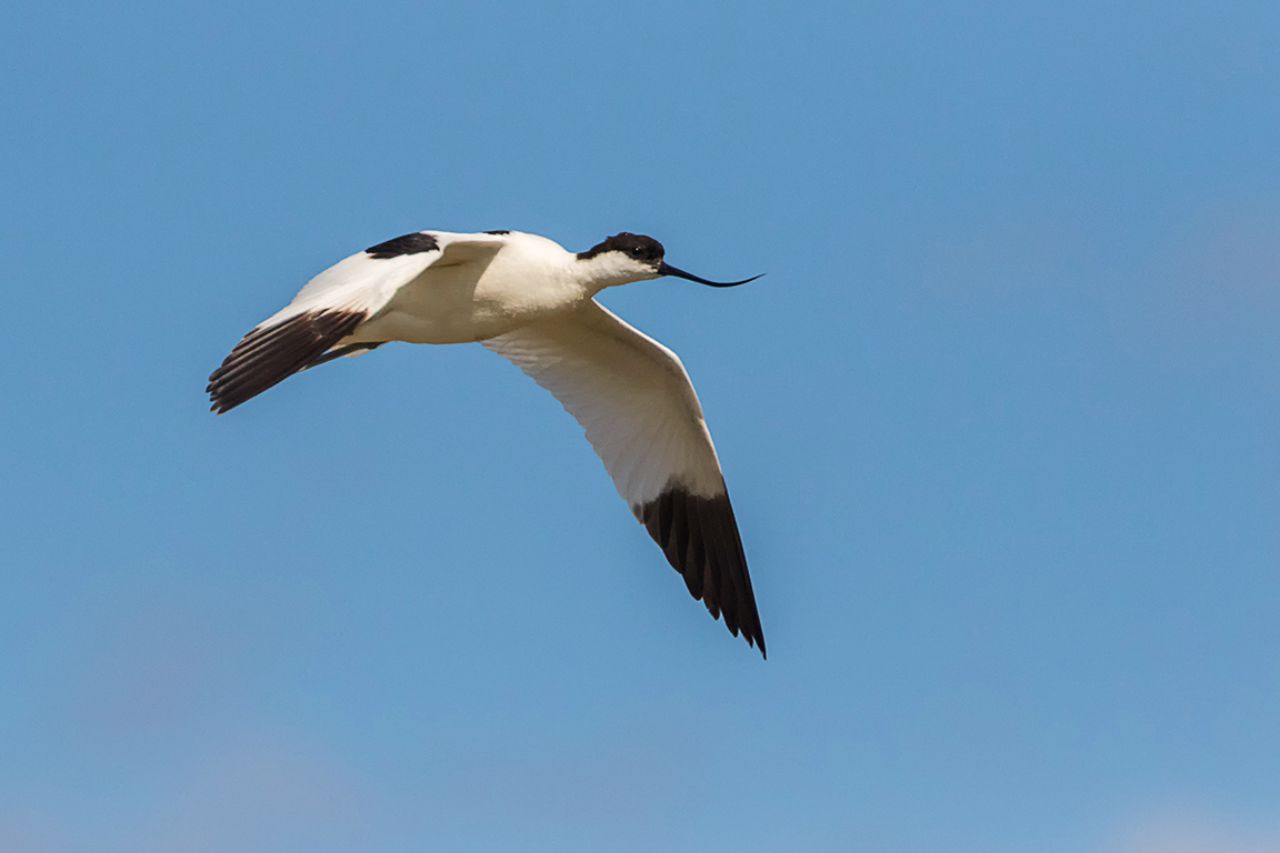 Avoceta